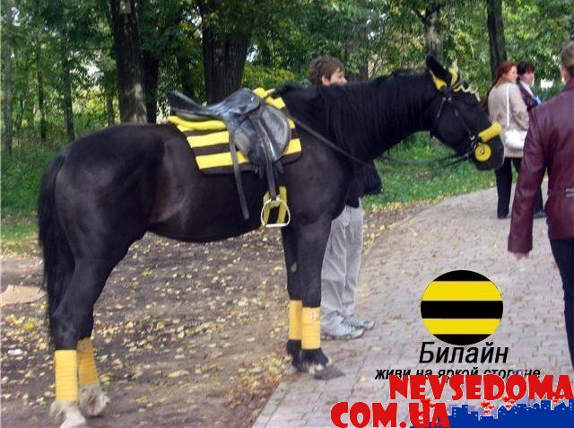 прислал - Evgeniy