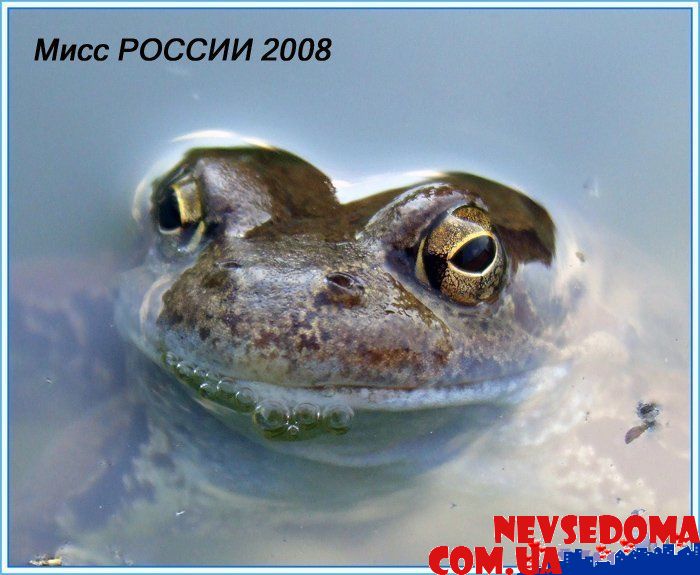 прислал - frol