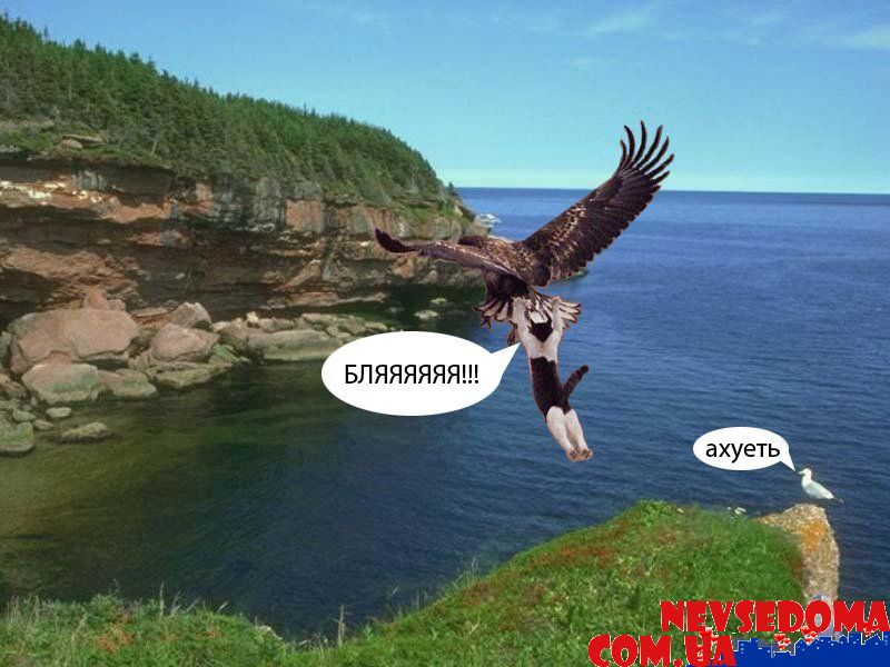 прислал - vovi