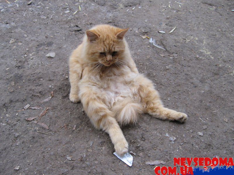 прислал - almazofff