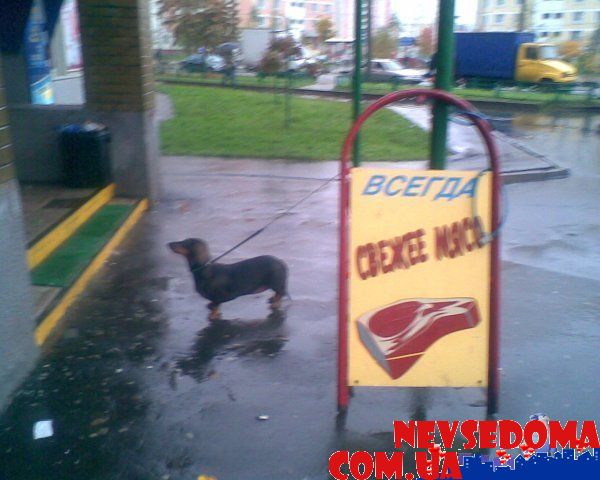 прислал - roma