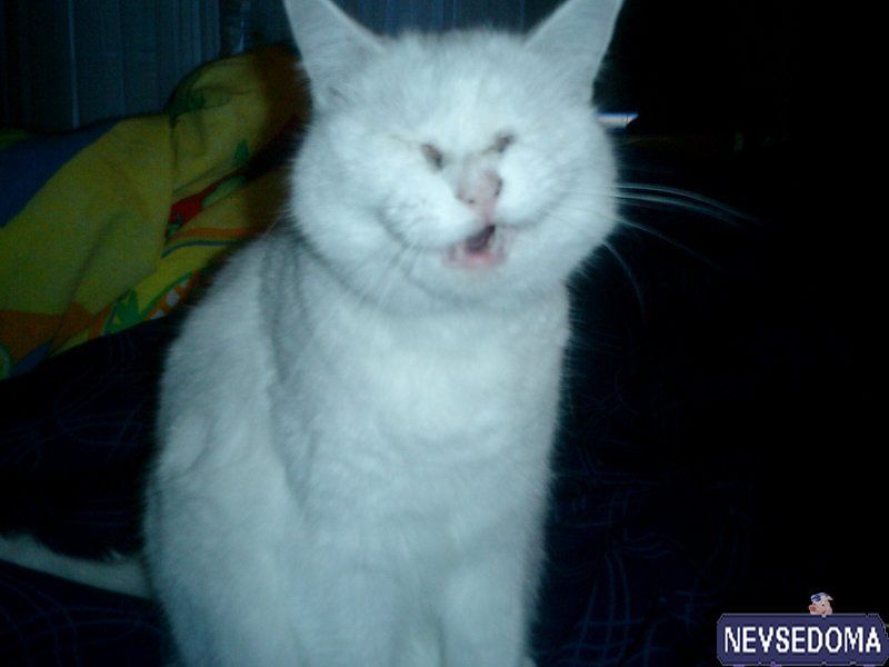 прислал - elothere