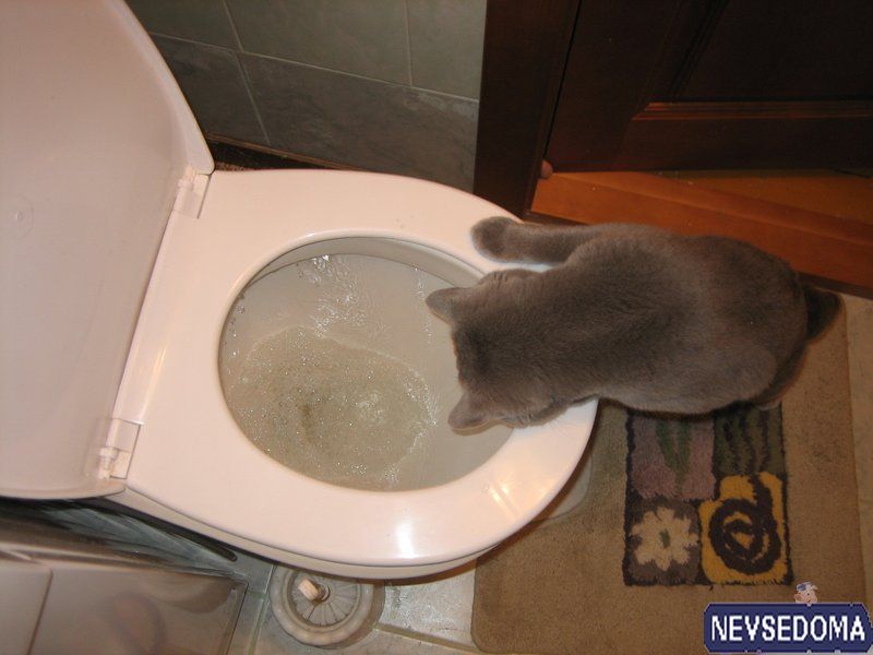 прислал - kate