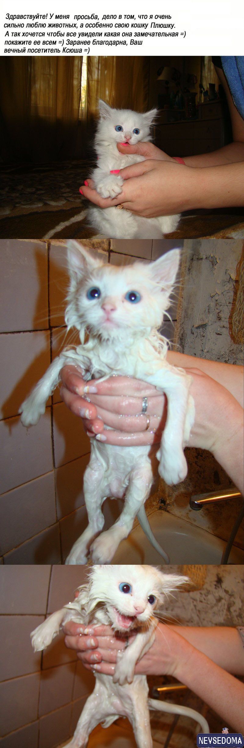 прислал - lis