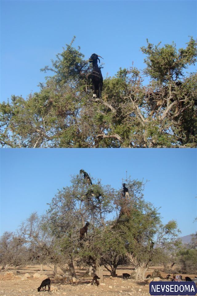 прислал - radiax