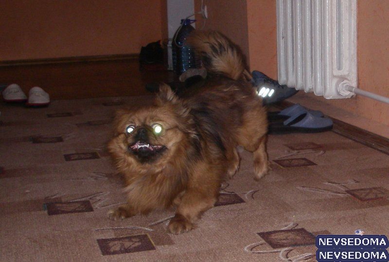 прислал - westforest