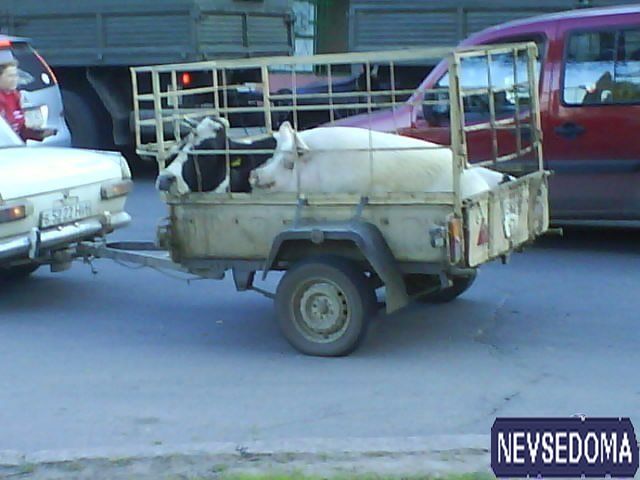 прислал - scrbim прислал - scrbim