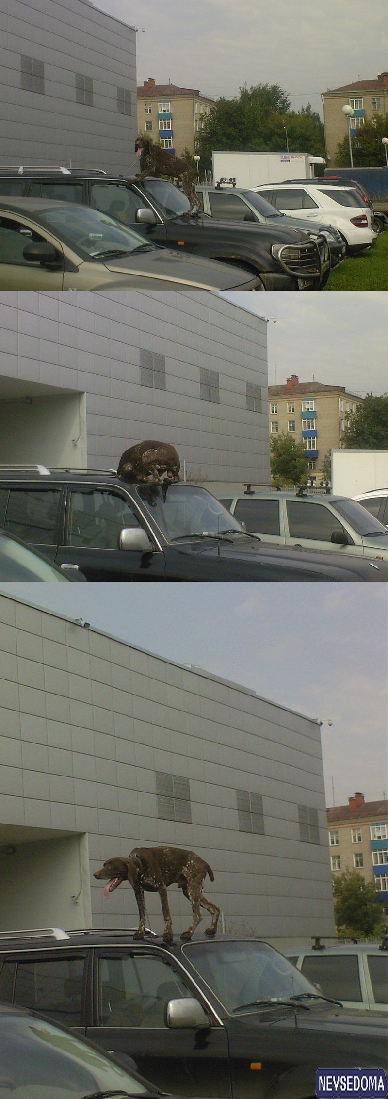 прислал - shake1