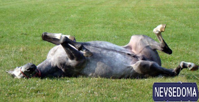 прислал - vlad прислал - vlad