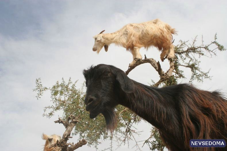 Ала була. Козы на деревьях. Козы на деревьях в Марокко. Козы на деревьях фото. Три козы на дереве.