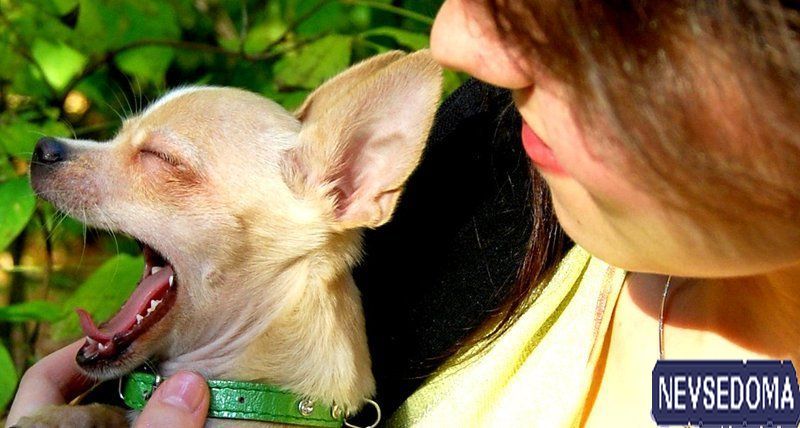 прислал - ches