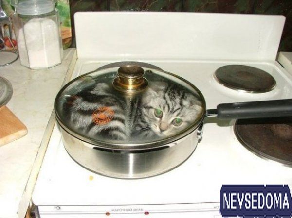 прислал - prostogreen