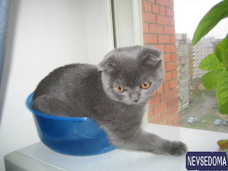 прислал - shum