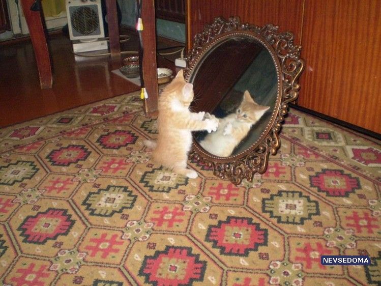 Прикольные картинки (68 штук)