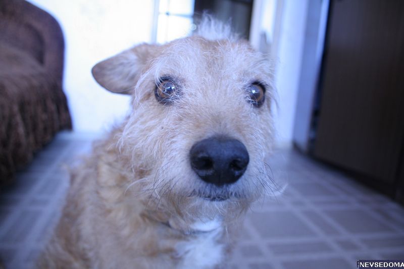 прислал - bboyche