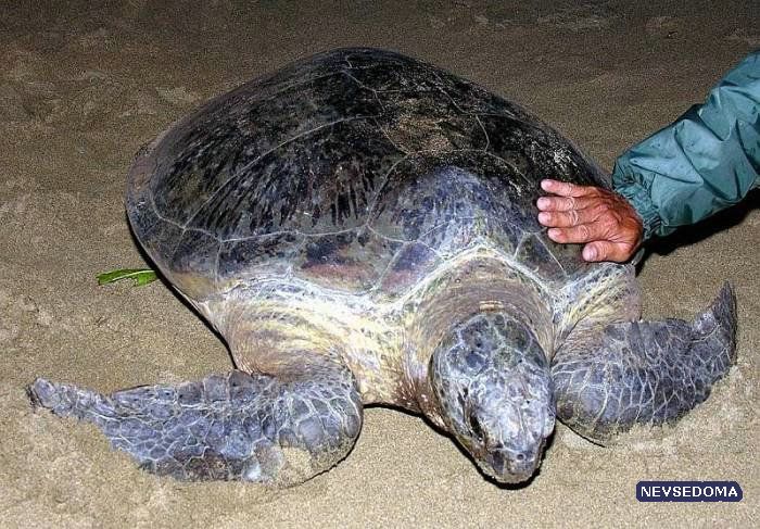 Черепаха 9 8. Мир наизнанку черепаха. Дракончик Гоша спасает черепах. Зачем в Индонезии ловят черепах.