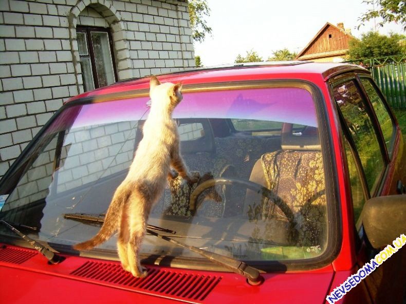 Присланное (32 фото)