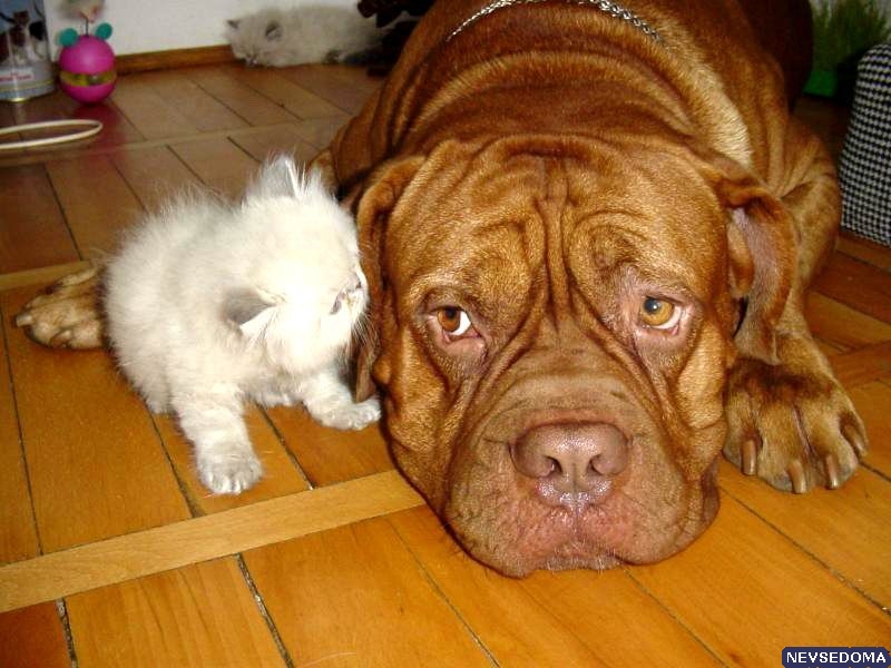 прислал - Lilia