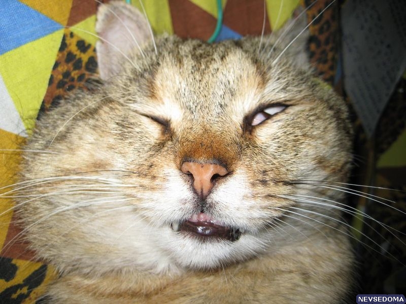 прислал - SnydeR