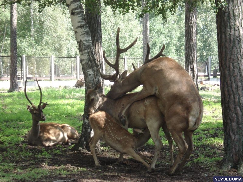 прислал - psycho-mantis