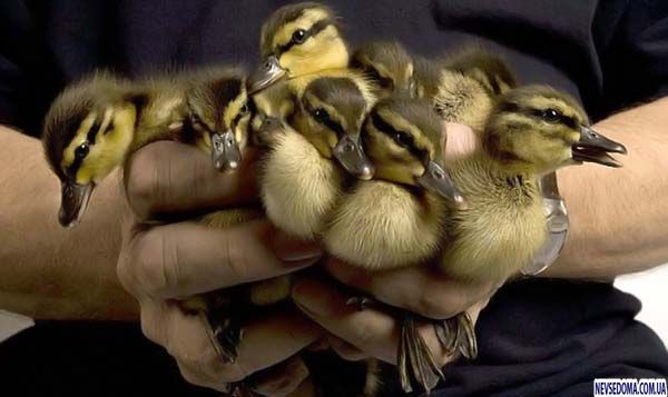 Немного позитивчика (100 фото)