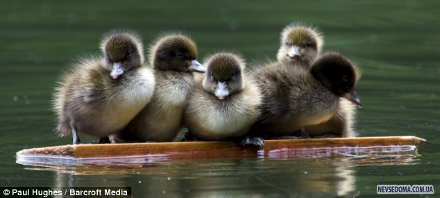 Прикольные картинки