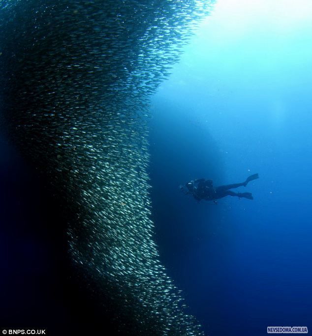 Прикольные картинки