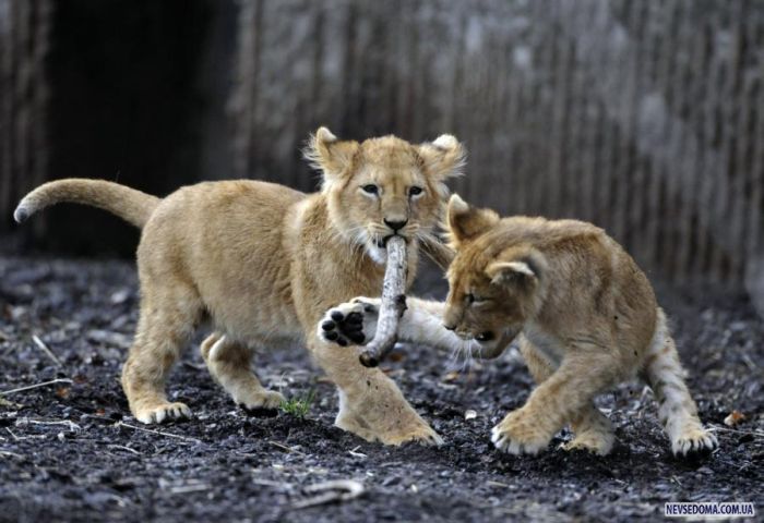 Прикольные картинки