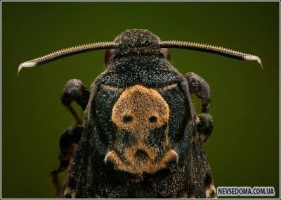 Изумительные насекомые (30 фотографий), photo:2