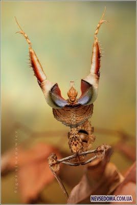 Изумительные насекомые (30 фотографий), photo:4
