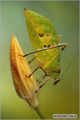 Изумительные насекомые (30 фотографий), photo:5
