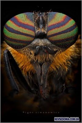 Изумительные насекомые (30 фотографий), photo:6