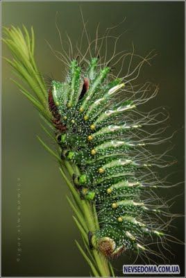 Изумительные насекомые (30 фотографий), photo:7