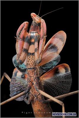 Изумительные насекомые (30 фотографий), photo:15