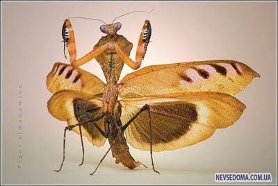 Изумительные насекомые (30 фотографий), photo:16