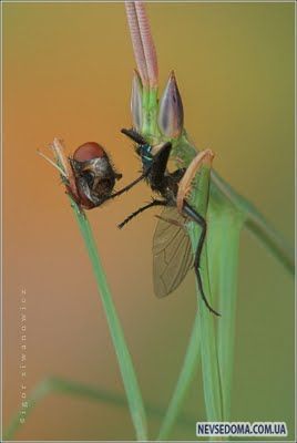 Изумительные насекомые (30 фотографий), photo:17