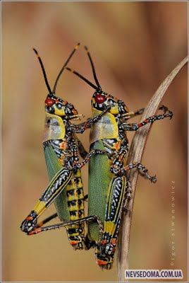 Изумительные насекомые (30 фотографий), photo:22