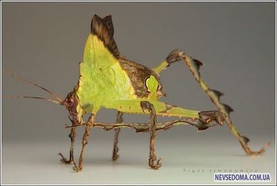 Изумительные насекомые (30 фотографий), photo:24