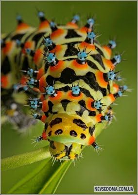 Изумительные насекомые (30 фотографий), photo:26