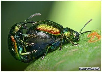 Изумительные насекомые (30 фотографий), photo:30