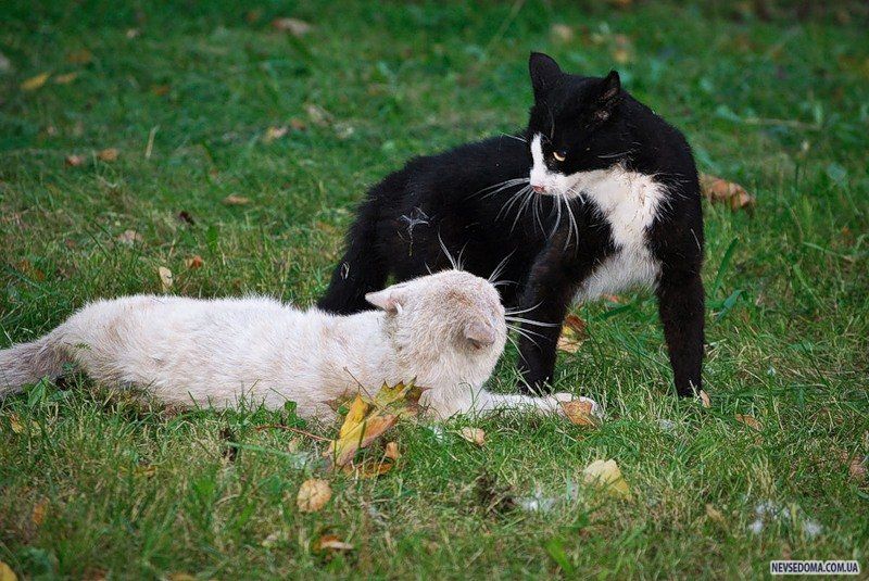 Кошки дерутся между собой. Котята дерутся. Драка котов. Два кота. Черные коты дерутся.