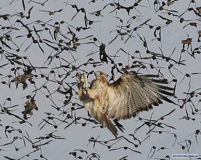 Небесная пробка (3 фото)