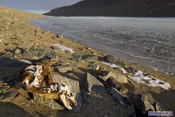 Антарктика (33 фото)