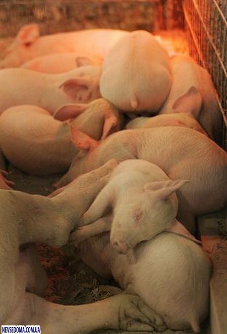 Прикольные картинки (115 фото)