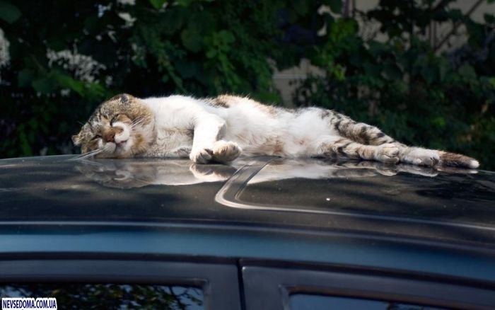 Прикольные картинки