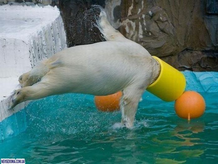 Прикольные картинки