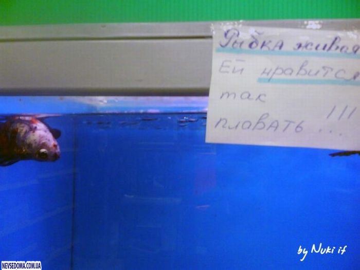 Прикольные картинки