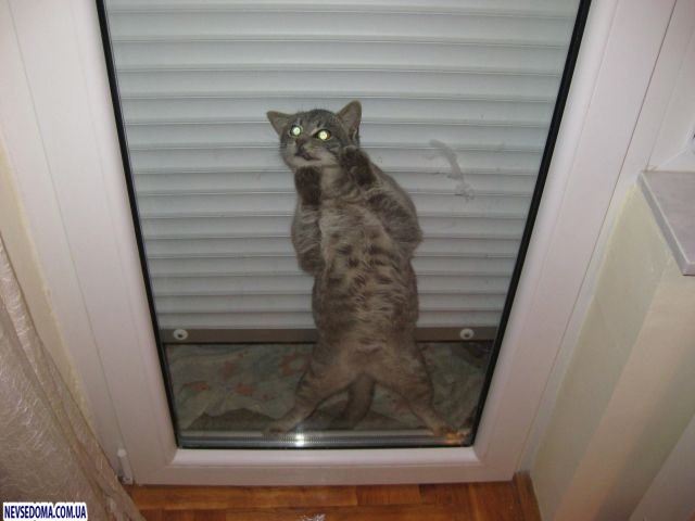 Прикольные картинки (128 фото)