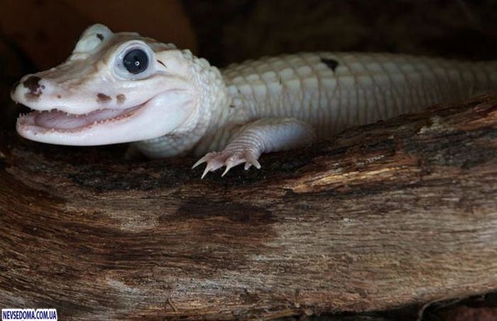 Прикольные картинки (128 фото)