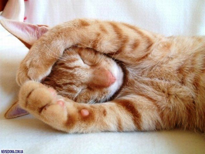 Прикольные картинки (125 фото)